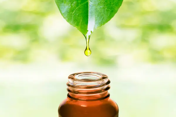 Tea tree essential oil