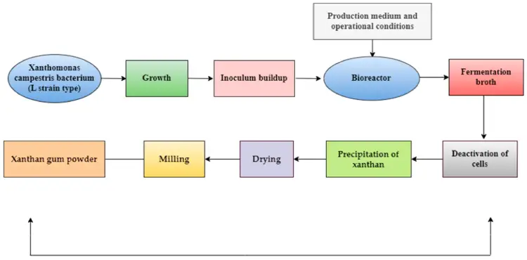 Xanthan Gum Production Process